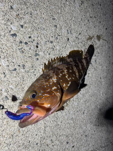 アコウの釣果