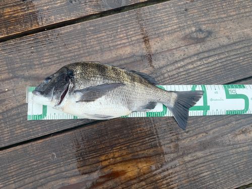 チヌの釣果