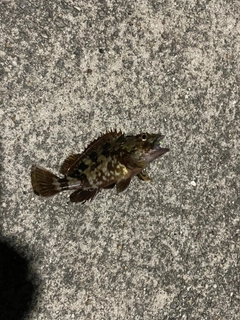 カサゴの釣果