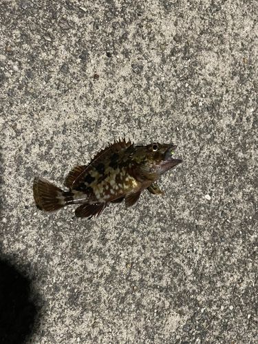 カサゴの釣果
