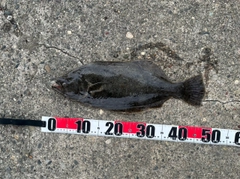ヒラメの釣果