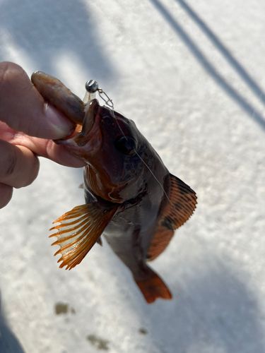 アイナメの釣果