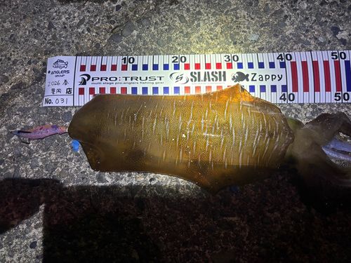 アオリイカの釣果