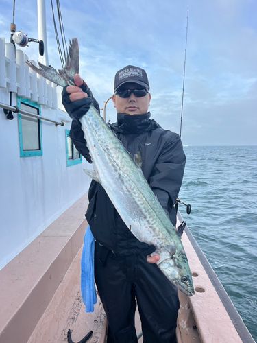 サワラの釣果
