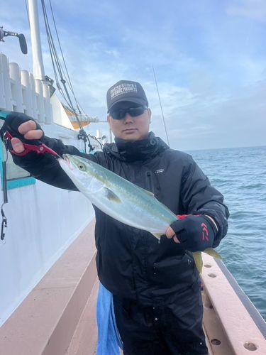 ハマチの釣果
