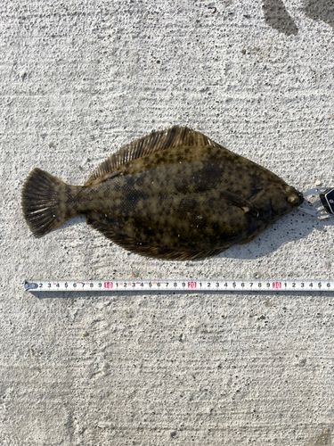 カレイの釣果