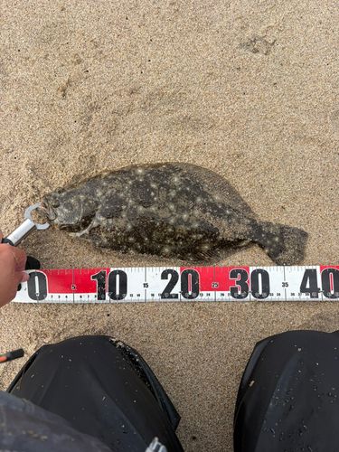 ヒラメの釣果
