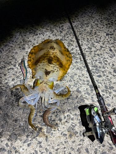 アオリイカの釣果