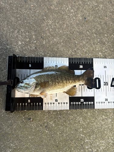 スモールマウスバスの釣果