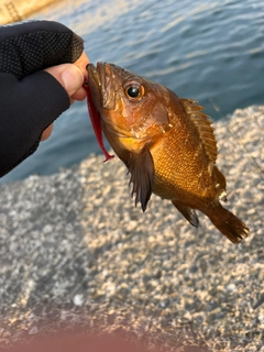 ガヤの釣果