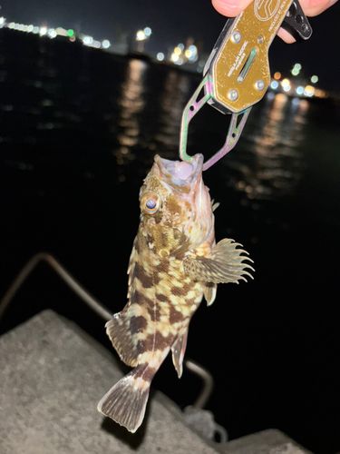 カサゴの釣果