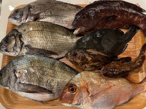 チヌの釣果