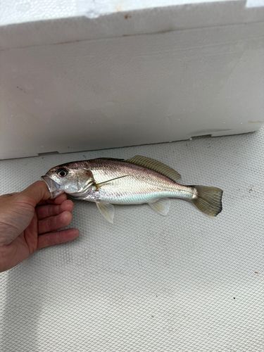 イシモチの釣果