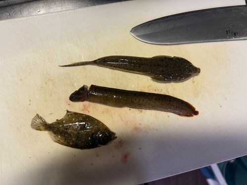 ネズッポの釣果