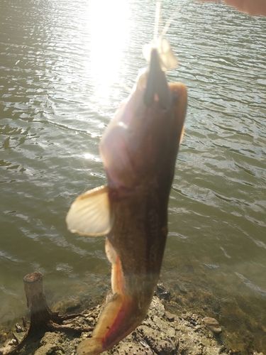 ナマズの釣果