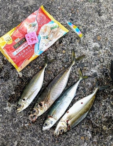 アジの釣果