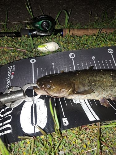 ナマズの釣果