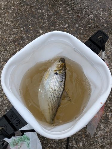 コノシロの釣果