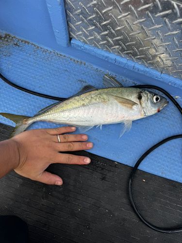 マアジの釣果