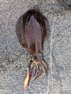 アオリイカの釣果