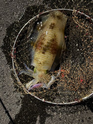 釣果