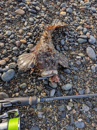 オニオコゼの釣果