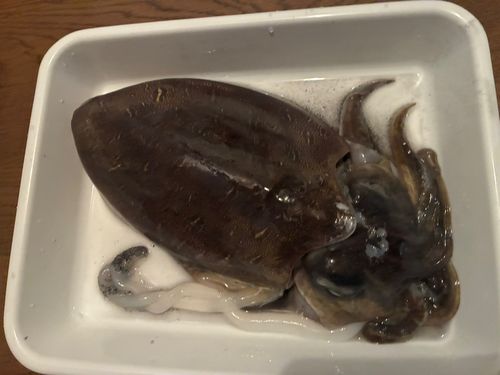 モンゴウイカの釣果