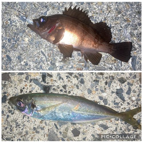 メバルの釣果