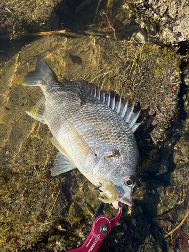 キビレの釣果