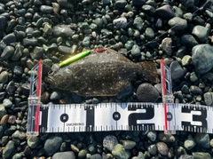 ソゲの釣果