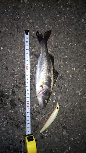 シーバスの釣果