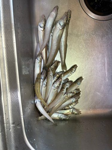 キスの釣果