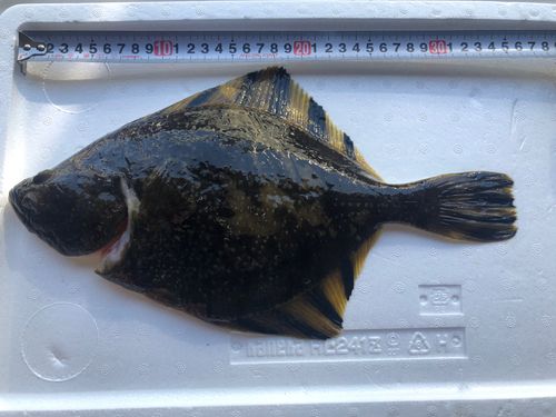 カワガレイの釣果