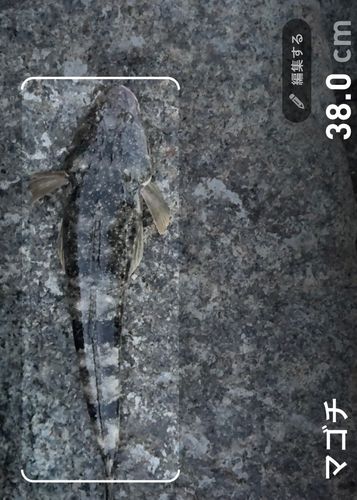 マゴチの釣果