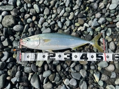 イナダの釣果