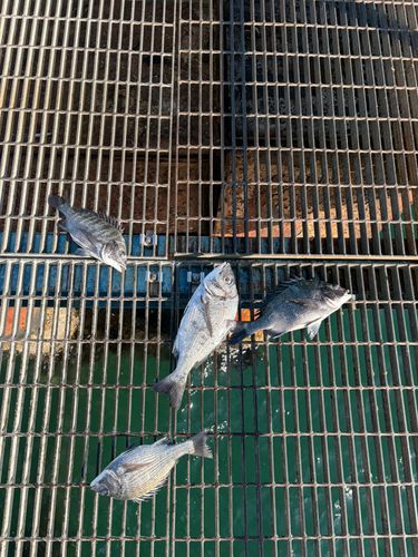 チヌの釣果
