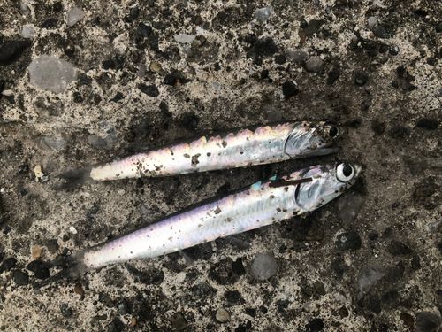 カタクチイワシの釣果