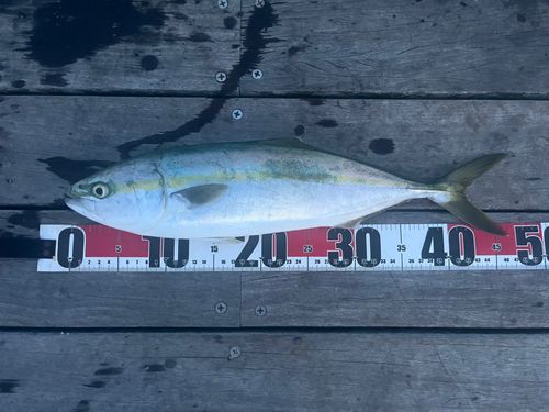 イナダの釣果