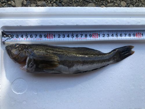 アイナメの釣果