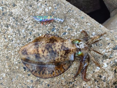 アオリイカの釣果