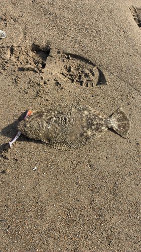 ソゲの釣果