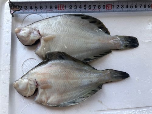 クロガシラガレイの釣果