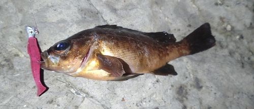 クロメバルの釣果