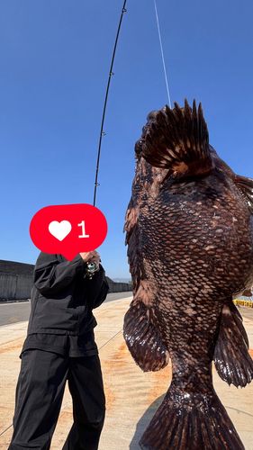 タケノコメバルの釣果