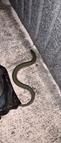 ウナギの釣果