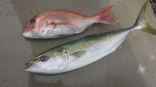 ハマチの釣果