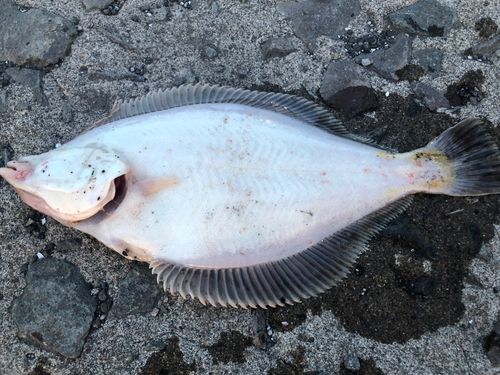 マガレイの釣果