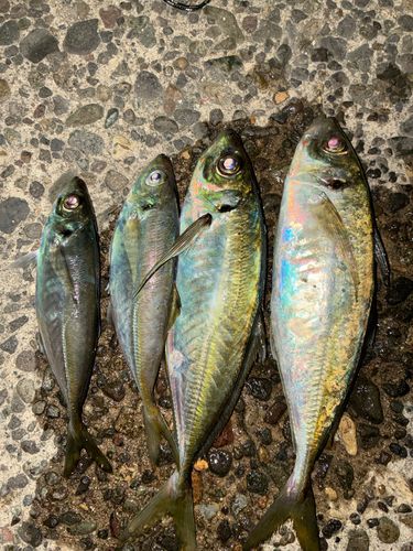 アジの釣果