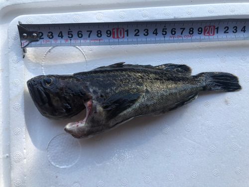 クロソイの釣果
