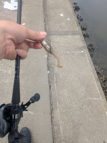 ボラの釣果